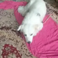 واگذاری پاکوتاه شناسنامه دار