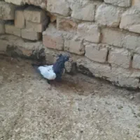 جوجه سینه ای