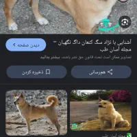 سگ پاکوتاه نژاد کنعان|سگ|مشهد, ابوذر|دیوار