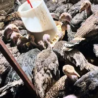 فروش نیمچه بوقلمون ۲/۵ ماهه واکسن خورده