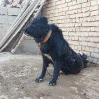 سگ گله|سگ|مبارکه, |دیوار