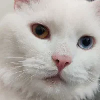 گربه آنگورا