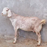 یک‌بزمری‌آبست‌سه‌قلوزا