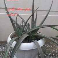 گل آلوئه ورا.گل طبیعی وگلدان سرامیکی وپلاستیکی|حراج|قم, باسکول|دیوار