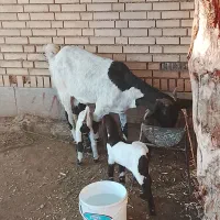 بز دوقلو زاه|حیوانات مزرعه|شوشتر, |دیوار