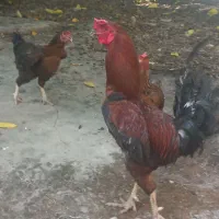 مرغ و خروس لاری