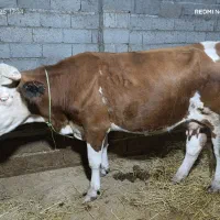 گاوسمیتال جوان