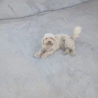 سگ پاکوتاه پشمالو