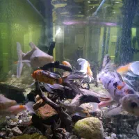 آکواریوم ۱.۵ متری با لوازم کامل|ماهی|مشهد, هفده شهریور|دیوار