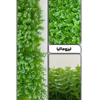 چمن مصنوعی|گل مصنوعی|کرج, حسینآباد|دیوار