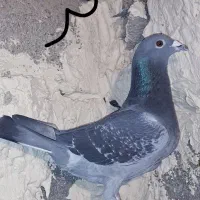 کبوتر پلاکی جایزان