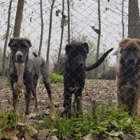 فروش توله سگ سرابی اصیل|سگ|رشت, جانبازان|دیوار