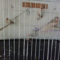 فنچ نرگسی شکلاتی