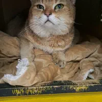 فروش ویژه گربه خاص و تربیت شده