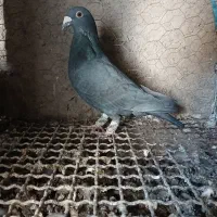 کفتر  پلاکی|پرنده|مرودشت, محمد آباد|دیوار