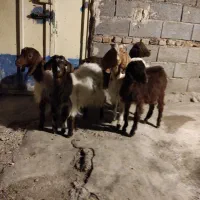 برغاله نر و ماده|حیوانات مزرعه|هریس, |دیوار