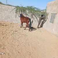 اسب جوان ۴۵میلیون