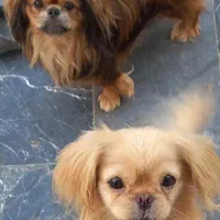 واگذاری سگ غیر رایگان