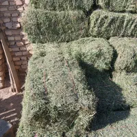 علف اسبس|خدمات باغبانی و درختکاری|میبد, |دیوار