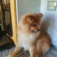 پامرانین ۴ماهه نژاد اصیل