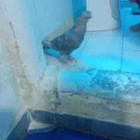 کبوتر|پرنده|شیراز, ده پیاله|دیوار