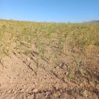جارو سیخی جارو دستی جارو مشهدی|خدمات باغبانی و درختکاری|مشهد, تلگرد|دیوار