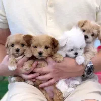 توله سگ پشمالو (پودل کراس ) سایز صفر طرح ولنتاین