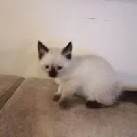 توله سیامی اصیل و کاملا خالص|گربه|قائمشهر, |دیوار