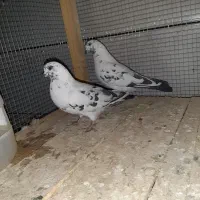 کبوتر|پرنده|داران, |دیوار