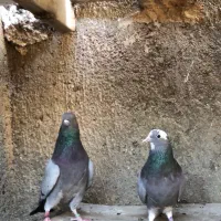 کبوتر‌ابلغ‌کفتر