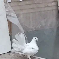 کبوتر یا کفتر دم چتری