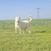 حیوانات را دوست بداریم قیمت ۴۰ میلیون تومان