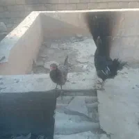 تعدادی مرغ و خروس به فروش میرسد|حیوانات مزرعه|چمران, |دیوار