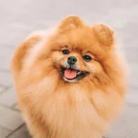 واگذاری انواع سگ