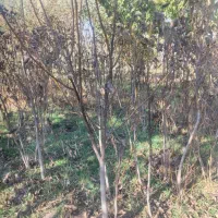 نهال گردوی کاغذی|خدمات باغبانی و درختکاری|سراب, |دیوار