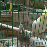 عروس هلندی مولد