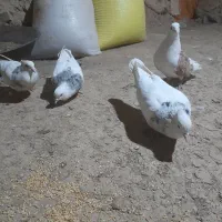 کبوتر فروشی|پرنده|سنقر, |دیوار