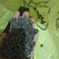 کشمش ملایر مستقیم ازباغ قیمت 3500000