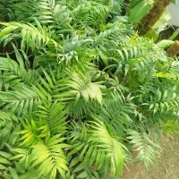 گل  خانه|گل و گیاه طبیعی|آزادشهر, |دیوار