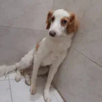 ماده یکساله