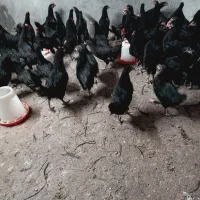 نیمچه مرغ تخمگذار 4 ماهه استرالوپ|حیوانات مزرعه|شاهین‌شهر, حافظ جنوبی|دیوار