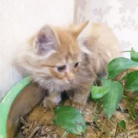 واگذاری گربه