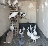 کفتر هوایی19 عدد