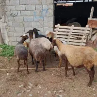 6راس گوسفند مایه کرده آبستن|حیوانات مزرعه|سیمین شهر, |دیوار