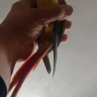 طوطی گرینچیک