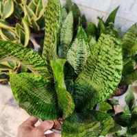 سانسوریا سبز کراواتی دیفن شامادورا یوکا بنجامین|گل و گیاه طبیعی|قم, نیروگاه|دیوار