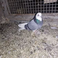 شازده سبز تهرونی پرش بالا|پرنده|برخوار, |دیوار