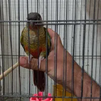 جوجه گرینچیک همه نژاد موجود دستی و سرلاکی امیدیه