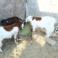 فروش دو عدد کهره نر یکی ماده|حیوانات مزرعه|بوشکان, |دیوار