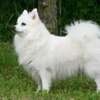 واگذاری اشپیتز المانی